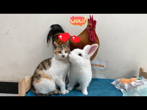 So funny! The stray cat falls in love with the rabbit, and the rooster's reaction is so funny!