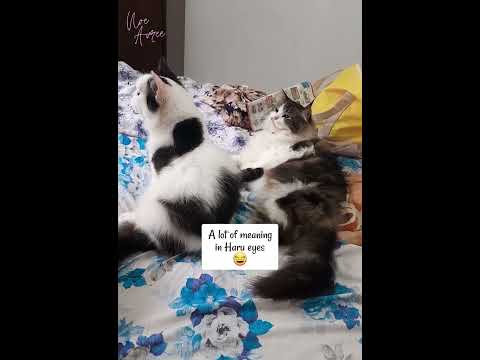 Mukanya Haru.. 😂 #shorts #cat #kucinglucu #kucing #funnyanimals