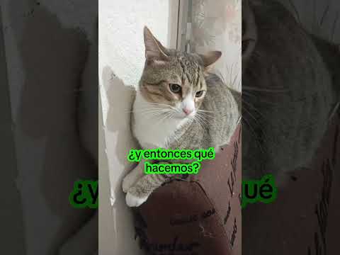 ¡Esa Casa Es Para Perro! #reels #cat #gatos #viralvideo #pets #humor #love #shorts #simon #max
