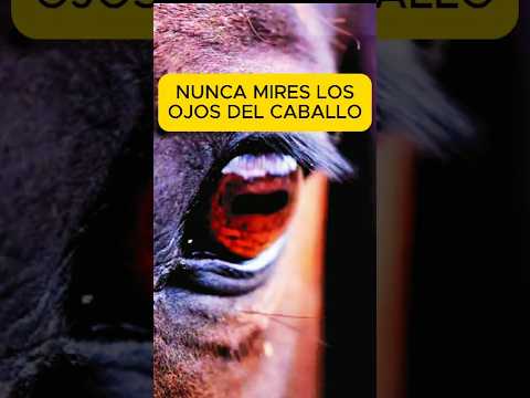 Nunca mires los ojos de un caballo #fyp #campo #perro