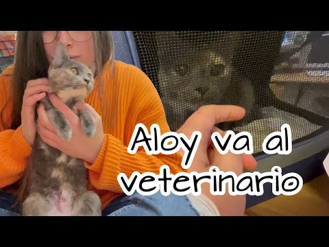 Aloy va al veterinario (Esterilización)