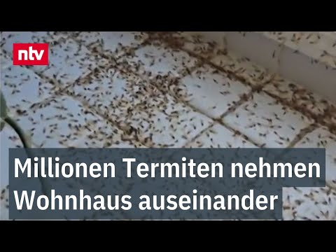 Millionen Termiten nehmen Wohnhaus auseinander - Unheil beginnt mit kleinem Loch