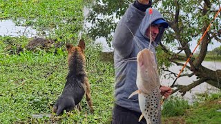 CAZA Y PESCA EN LA ISLA🔴🔴 Muchos piques caza con perros 🐕🐶