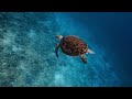 Biosphere and Environmental Interactions
