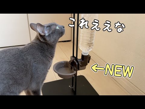猫たちの飲水の器を新しく設置！！