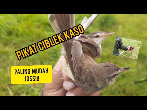 pikat ciblek kaso !!!
