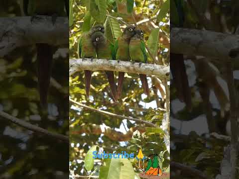 Romantic love #bird... #beautiful moment..||