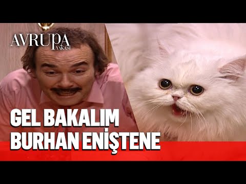 @Burhan Altıntop'a kedi saldırıyor - Avrupa Yakası