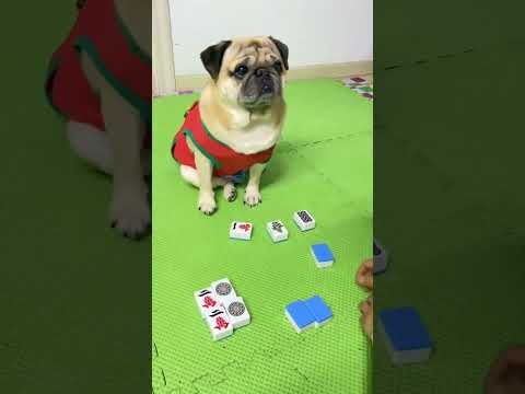 盲猜麻将，可以盲猜的狗狗 #萌宠 #萌宠出道计划 #狗狗 #抖音萌宠 #抖音萌宠出道计划