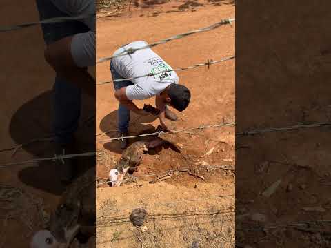 Olha o mini bezerro que nasceu na fazenda !!!
