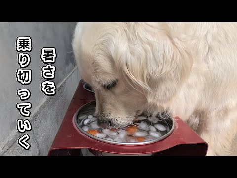 夏の暑さをこうやって乗り切っていく4才大型犬・・・。　#メイちゃんねる #マダニ