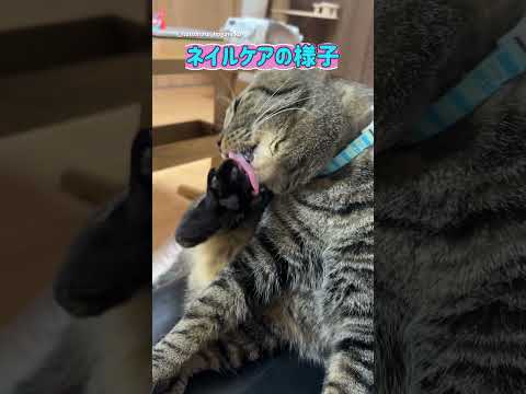 ネイルケアする猫 #保護猫 #ととまる #cat