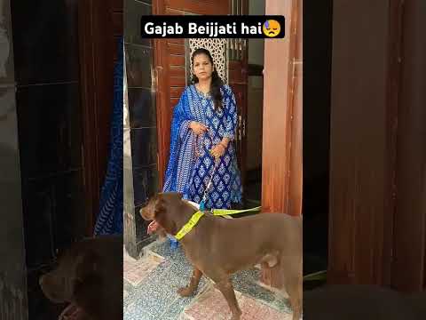 Gajab Beijjati hai?| #viral #youtubeshorts #yt #viral #dog #gajabbejjatihe #simbastation