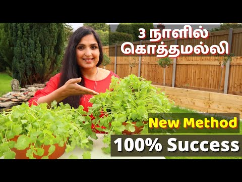 வேகமாக கொத்தமல்லி வளர்க்கும் முறை / Fastest Coriander Growing Method No one told you before #Herbs