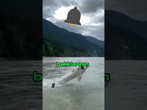 Dünyanın En Pahalı Yiyeceği: Beluga Havyarı Nasıl Elde Ediliyor?