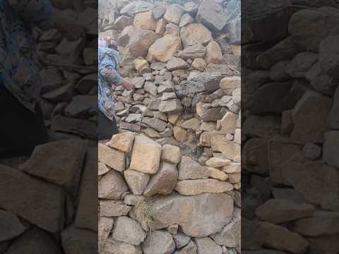 تم اليوم أمساك أخطر الثعابين القاتله