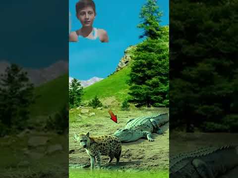 Hyena And Alligator Shorts #amazinganimalsanimalkingdom