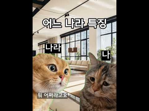 테무와 군대 그리고 고양이밈