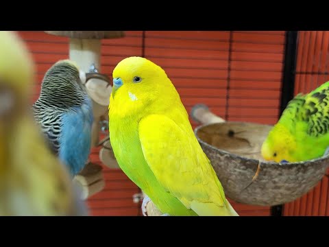budgie sounds for relaxation