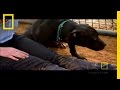 Understanding the Care and Rehabilitation of Pit Bulls