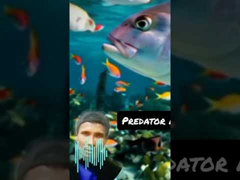 AMOZONE RIVER FISH : MANGROVE JACK THE GREAT MONSTER | IKAN 4K #sungaiamazon #4k