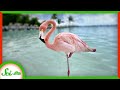 Flamingo Behavior and Stability Study