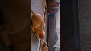 the dog fights with her reflection #ytshort #viralvideo #viralshort