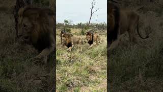 These Lions Are HUGE