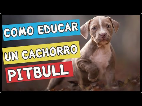 👉 Como educar a un cachorro Pitbull 7 TRUCOS Que NO Conocías