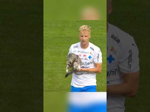 The figure of a cat appears everywhere.🐱🐱