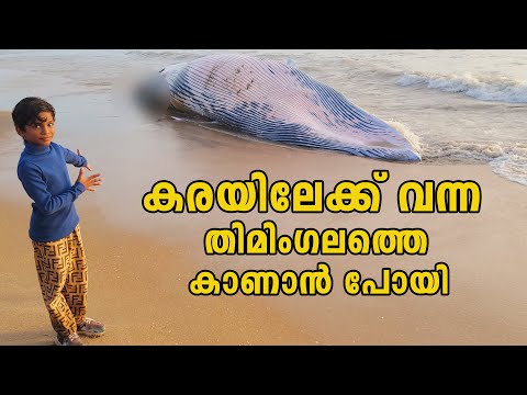 ഉപ്പച്ചിന്റെ കൂടെ തിമിംഗലത്തെ കാണാൻ പോയി | Paravanna beach with father