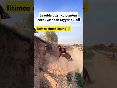 aniqini aytinglar hammma suradi shumi #sevishganlarsuhbati #horse