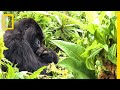 Mountain Gorillas in Rwanda
