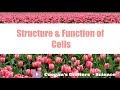 Biology Concepts and Processes Assessment