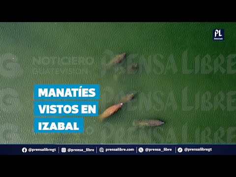 Cuando el mar respira: A la vista lo invisible del Caribe, manatíes vistos en Izabal