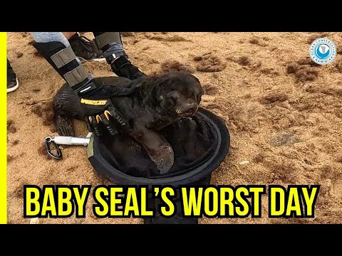 This Baby Seal Was Nearly a Casualty of “Fun”
