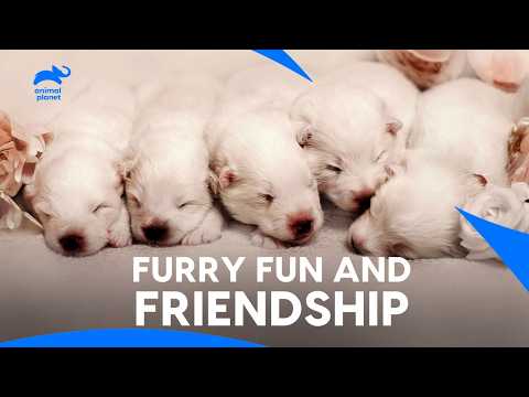 Samoyed Dog Welcomes a Delightful Litter of Five Adorable Puppies | Too Cute | Animal planet