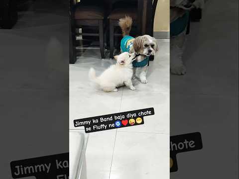 Jimmy ka Band baja diya chote se Fluffy ne #dog #puppy#cute #ytshorts #trending