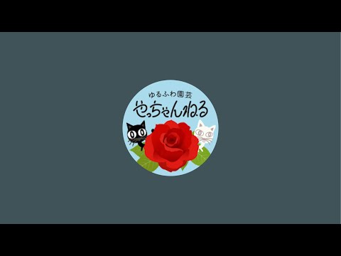 ◆ゆるふわ園芸やっちゃんねるLIVE