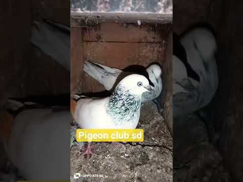 #original dewbandi jod#video short viral short#