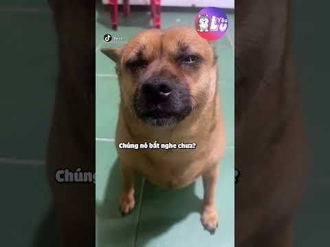 Bé chó Lu khóc vì mất bạn #Shorts #Yeulu