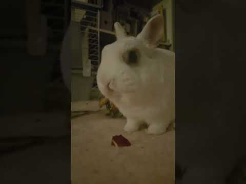 Bunny eating a delicious piece of apple this evening. #bunny #rabbit #cutebunny #cute #pets