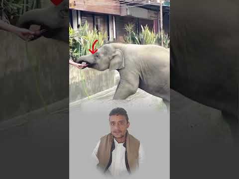 بعض الأفعال قد تكون البسيطة لكنها تزرع حبك واحترامك في قلوب المخلوقات الضعيفه🤗👌🏻#اكسبلور #shorts
