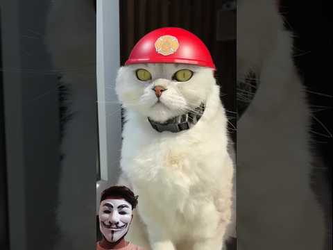 Sonya's rescue operation #cat #pets #cats #catlovers #cute #reaction #shortsfeed #shortviral