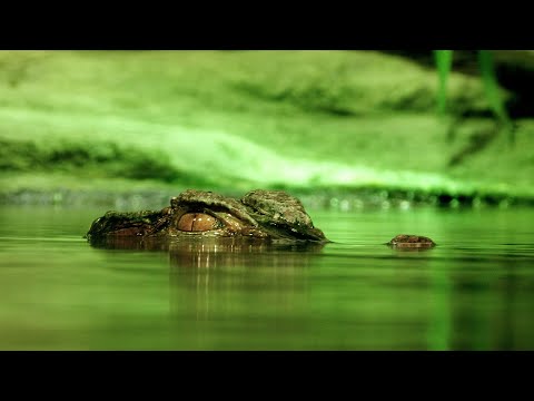 Close Calls with Aggressive Alligators | Gator Boys