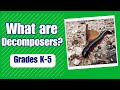 Understanding Decomposers and Food Chains