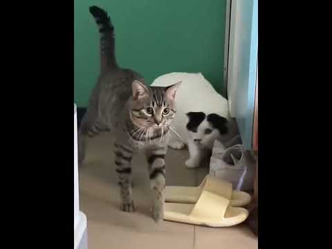 Surprise Attack #cat #foryou #pet #fpy #funny #cats #catsoftiktok #catlover #funnycat