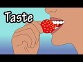 Understanding Taste