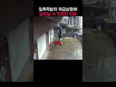 극적으로 댕댕이가 살아난 이유