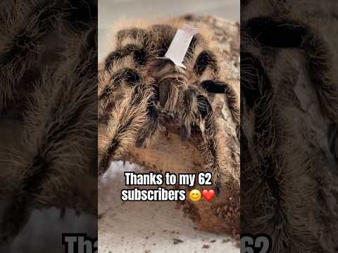 A new hat?!?! 👀 #spider #cutespider #curlyhairtarantula